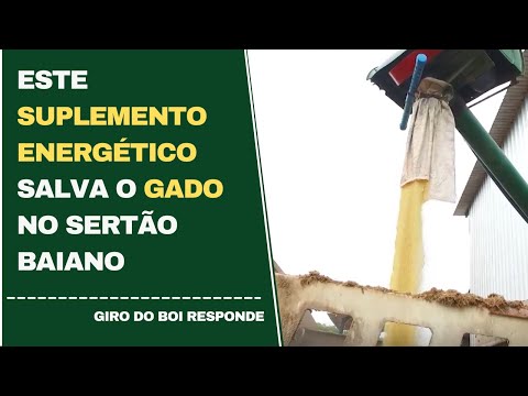 Suplemento energético salva o gado no sertão baiano durante seca | Giro do Boi - 23/05/2022