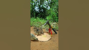 Best Unique Underground Bird Trap #shorts #create #traps