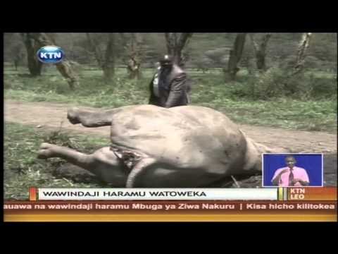 Wawindaji Haramu Wamuua Kifaru Mwenye Spishi Nyeupe Nakuru