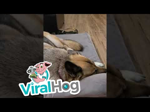 Doggy Watches on as Bearded Dragon Goes for a Ride || ViralHog