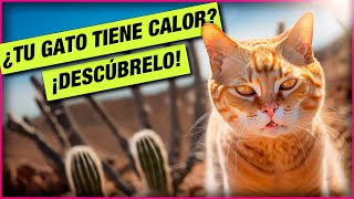 ¡Alerta de Calor! 6 Signos de que tu Gato está sufriendo y cómo Ayudarlo 😺 LA GATERÍA TV by La Gatería TV 2,072 views 9 months ago 8 minutes, 3 seconds