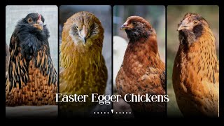 Embracing The Dignity Of Easter Egger Chicken Breed by Pups & Pets 88 views 10 months ago 3 minutes, 24 seconds