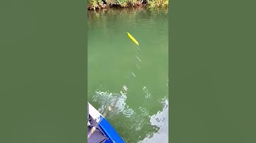 #shorts đam mê câu lure câu cá giải trí #524 #fishing #cauca