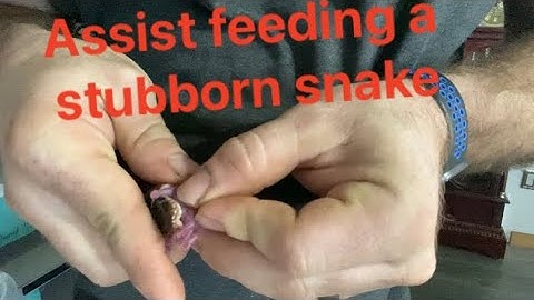 Assist feeding a stubborn ball python hatchling