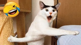 New Funny Videos 2024  Cutest Cats and Dogs Part 3