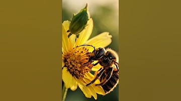 A moment before the move. Stillness is power. #aiartcommuníty #viralvideosofficial  #animalsoftiktok