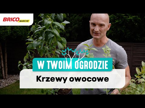 Wideo: Kwiecień Pielęgnuje Krzewami Owocowymi