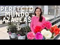 One of My Favorites - Perfecto Mundo Azaleas | Gardening with Creekside