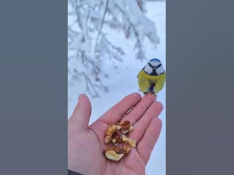 син синигер #birds #nature #lifestyle #10years #everyday - YouTube