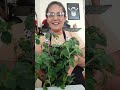 você conhece essa planta? #plantas
