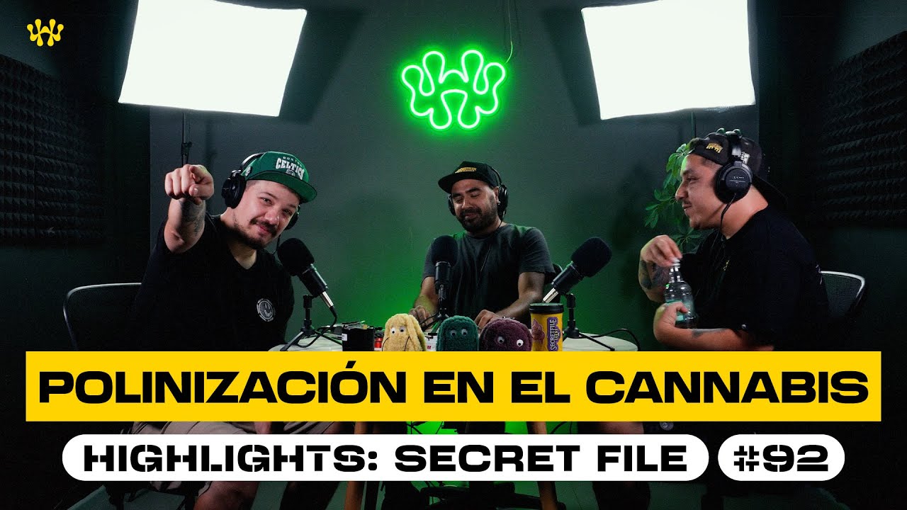 Polinizar plantas de cannabis para hacer semillas con Felipe Jarz de Secret File Seeds