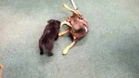 Bubba and Hartley.MOV