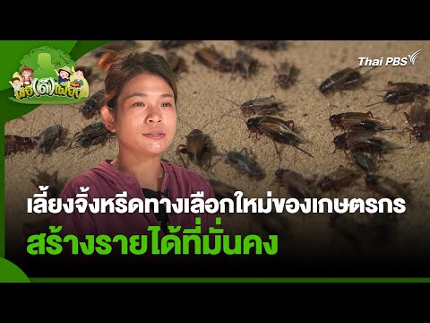 เลี้ยงจิ้งหรีดทางเลือกใหม่ของเกษตรกร สร้างรายได้ที่มั่นคง | พอดีพอเพียง | วันใหม่วาไรตี้