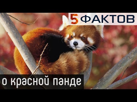 Видео: 5 фактов, которые вы не знаете о красных пандах