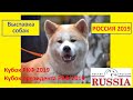 Интернациональная выставка собак 🐕 всех пород Россия 2019 / International dog show Russia 2019