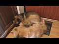 Собака боится грозы, кот пришёл её поддержать! The dog's afraid of storm, the cat came to calm her!