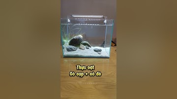 Hướng Dẫn Setup Bể Mini Để Bàn 500k - Đầy Đủ Phụ Kiện - Dễ Chơi
