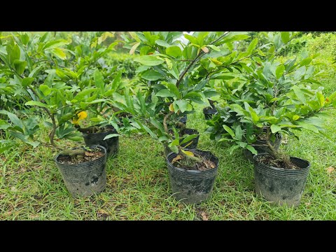 Video (Đã hết)Ngày 20/08. Mai Ghép Cúc Thọ Hương, Tư Long,... - youtube
