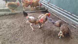 cooper\'s hawk chicken piccata recipe 4