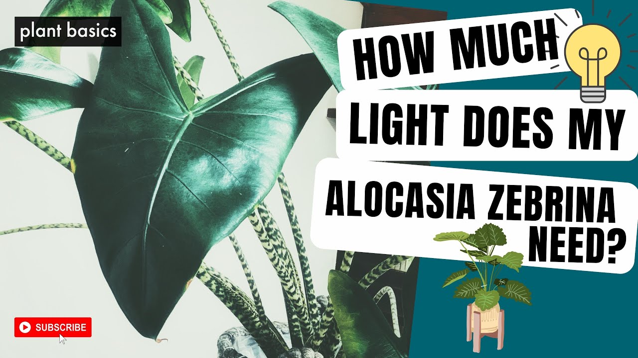 How much light does Alocasia Zebrina need? | Ep2 Alocasia Zebrina FAQ Series
