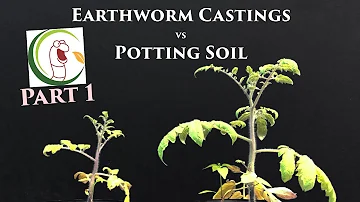 Earthworm Castings vs Potting Soil (PART 1) | VermisTerra and PRO-MIX