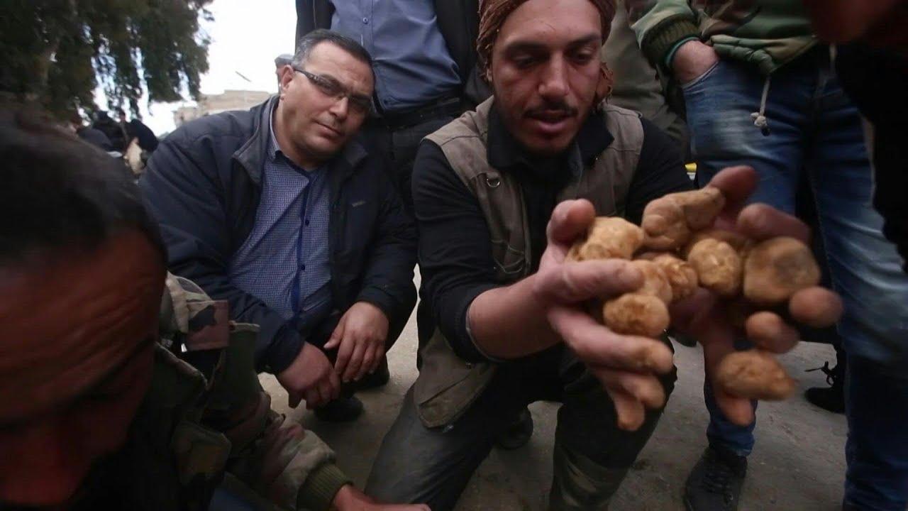 جمع الكمأة من البادية السورية لقمة مغمّسة بالدماء | AFP