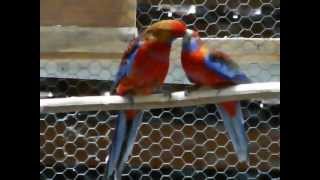 Papagali Rosella Penant Orange