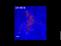 mBio Chromosome Organization and Replisome Dynamics in Mycobacterium smegmatis
