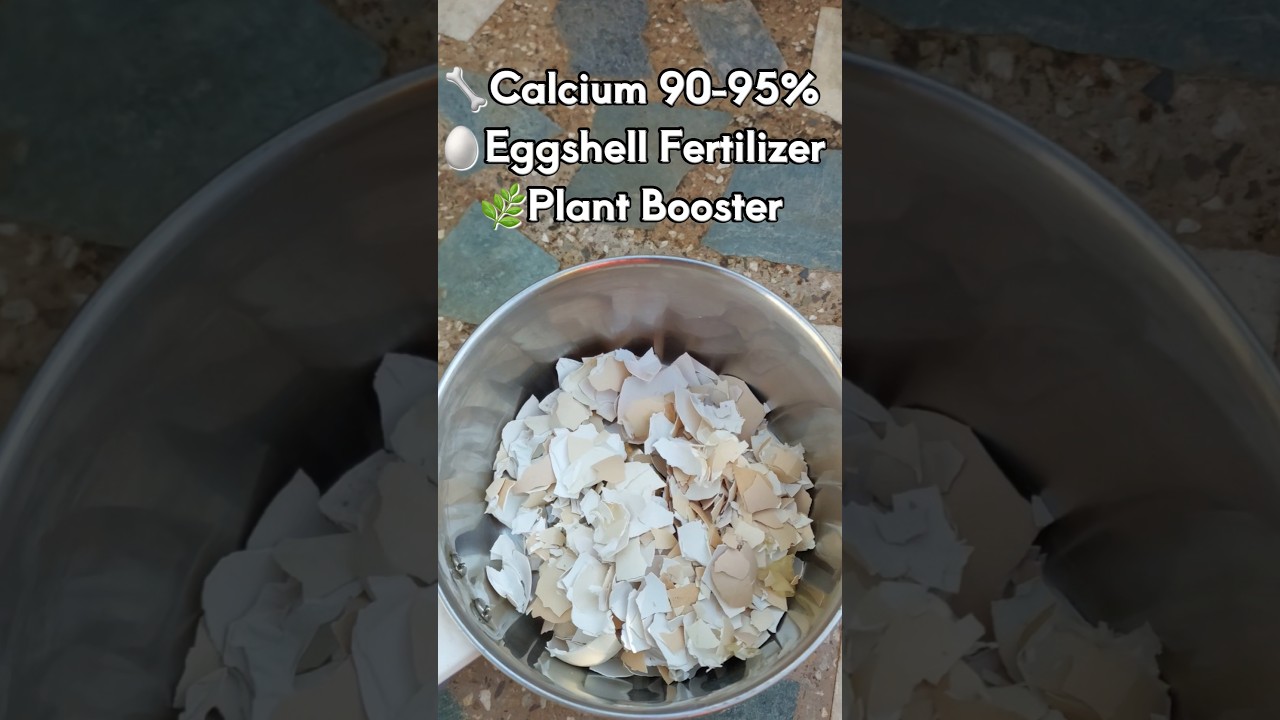 अंडे के छिलके से बनाओ जादुई खाद 🥚🌱