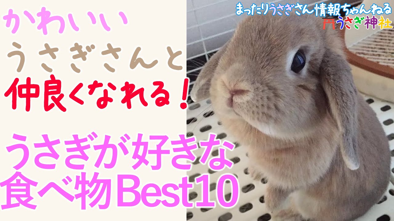 No3 うさぎの好きな食べ物ベスト10 Youtube