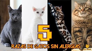 5 RAZAS DE GATOS HIPOALERGÉNICOS // GATOS SIN ALERGIAS 🤧 by Karin con Pollo  1,882 views 2 years ago 8 minutes, 58 seconds