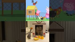 chickens And Talent Dayshorts