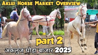 Akluj Horse Market 2025 Part 2 Nukre Ghode Ka Bazar White Horses Collection Akluj Ghoda Bazar
