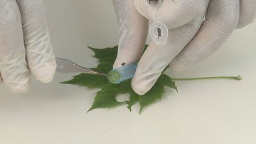 DNA Isolation Step 1: Preparing the Sample