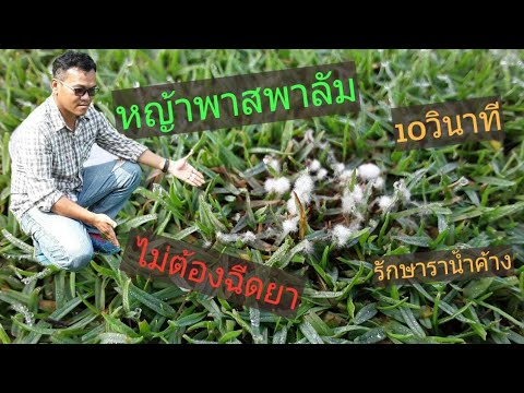 วีดีโอ: หัวล้านบนสนามหญ้า: วิธีการหว่านในฤดูใบไม้ผลิและฟื้นฟูหลังฤดูหนาว? สาเหตุและการกำจัดข้อบกพร่องในสนามหญ้า