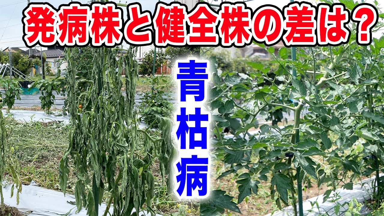 【病気】青枯病になったらどうするか？発病を防ぐ対策方法