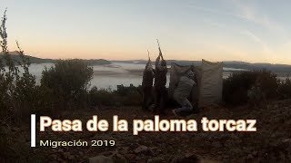 Pasa de la paloma torcaz 2019