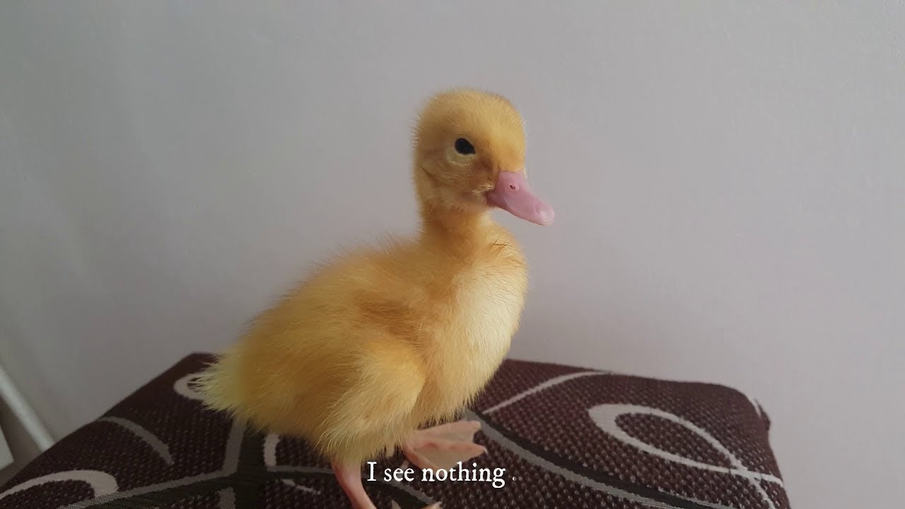 Cute Baby Ducks Compilation | Funny Animal Videos - YouTube