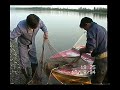 Рыбалка на реке Чара. Мунха (невод).  1994 г.