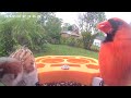 Birds video afternoon today 