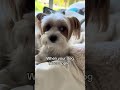 Frankie the Yorkie Eats an Apple 🍎 | Healthy Snack Time