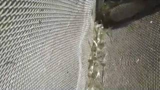 Whitebait on the Run