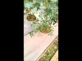神代植物公園 時計その2 大きな古時計