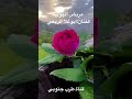 الفنان ابوغلا الربعي مريض الهوى 