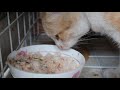猫猫との暮らし, 猫 ネズミ 食べる, 保護猫