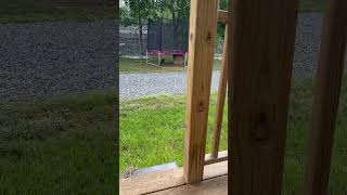 Run Lucy Run😂 #monkey #cute #spidermonkey #fyp #funny #play #rain #fun #funnyvideos #funnyreels