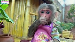 Smart BiBi harvests string beans to feed baby monkey Obi