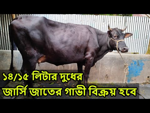 ভিডিও: ঘোড়াগুলিতে সংক্রামক ইক্যুইন মেট্রাইটিস (সিইএম)