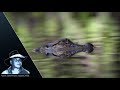 Alligator Hatchlings And Catfish 01 Footage