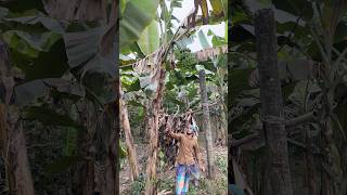funny banana cutting 🍌👻(Ep :2273 ) #shorts #vairl #videos